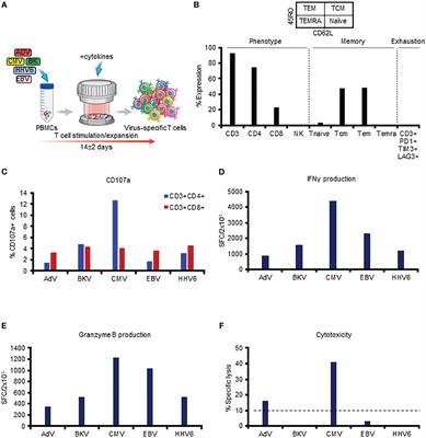 Assessment of the cytolytic potential of a multivirus-targeted T cell therapy using a vital dye-based, flow cytometric assay